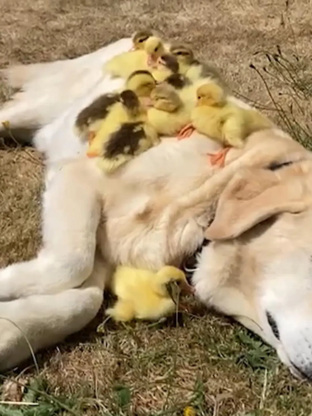 Diese 15 kleinen Enten haben einen ungewöhnlichen Ziehvater – aber einen sehr flauschigen. Labrador Fred adoptiert schon zum zweiten Mal verwaiste Küken. Im Video gibt’s die süßen Bilder.