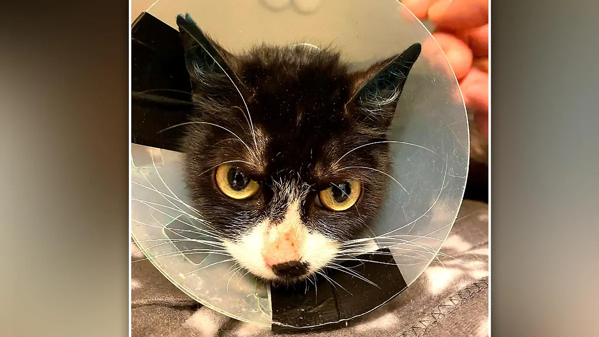 Katze mit Schoner um den Hals