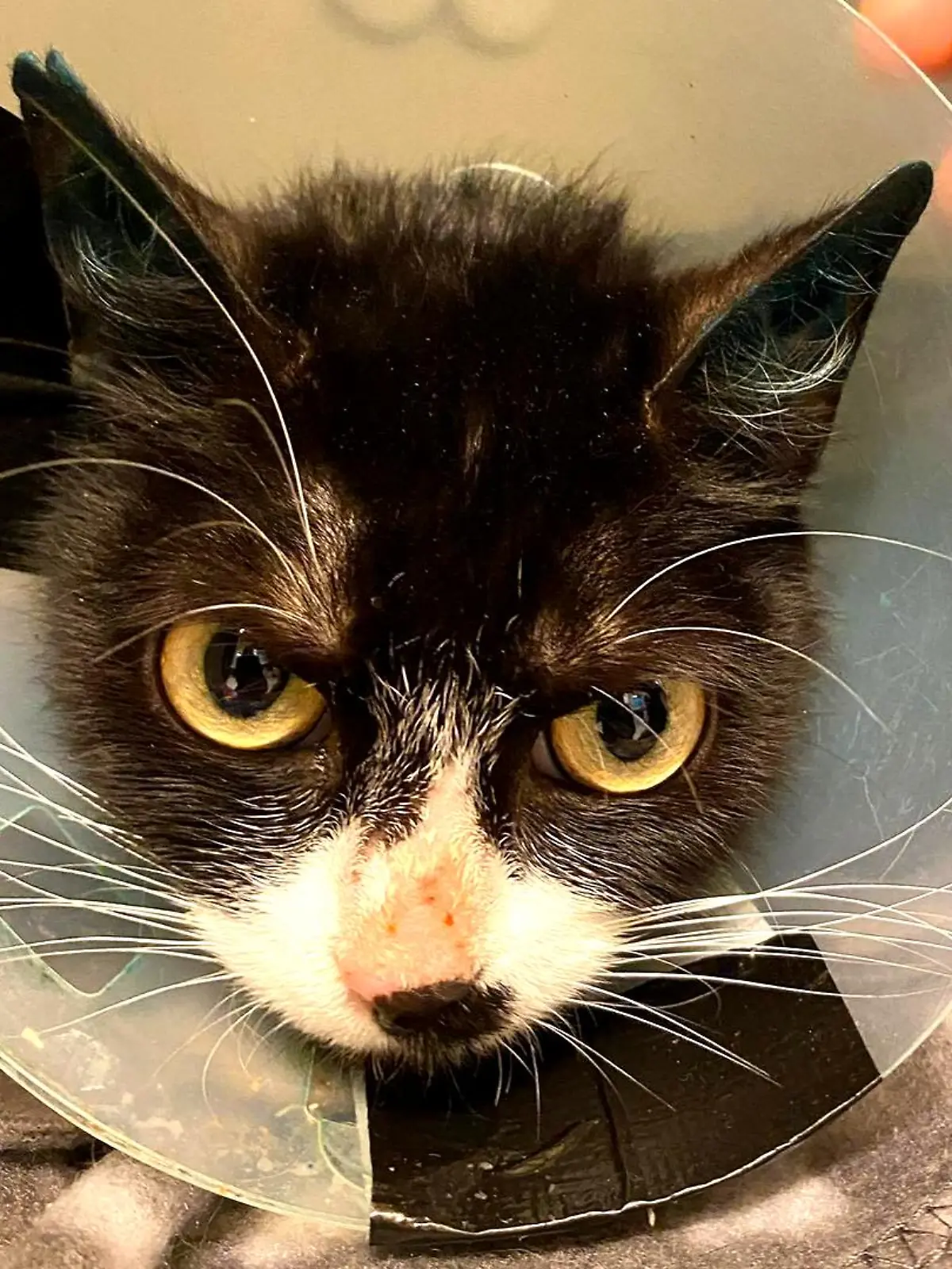 Katze mit Schoner um den Hals