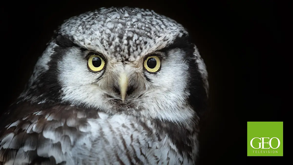 Geo Television Werbung Die Welt Mit Anderen Augen Sehen Geo Television: Die Welt mit anderen Augen sehen