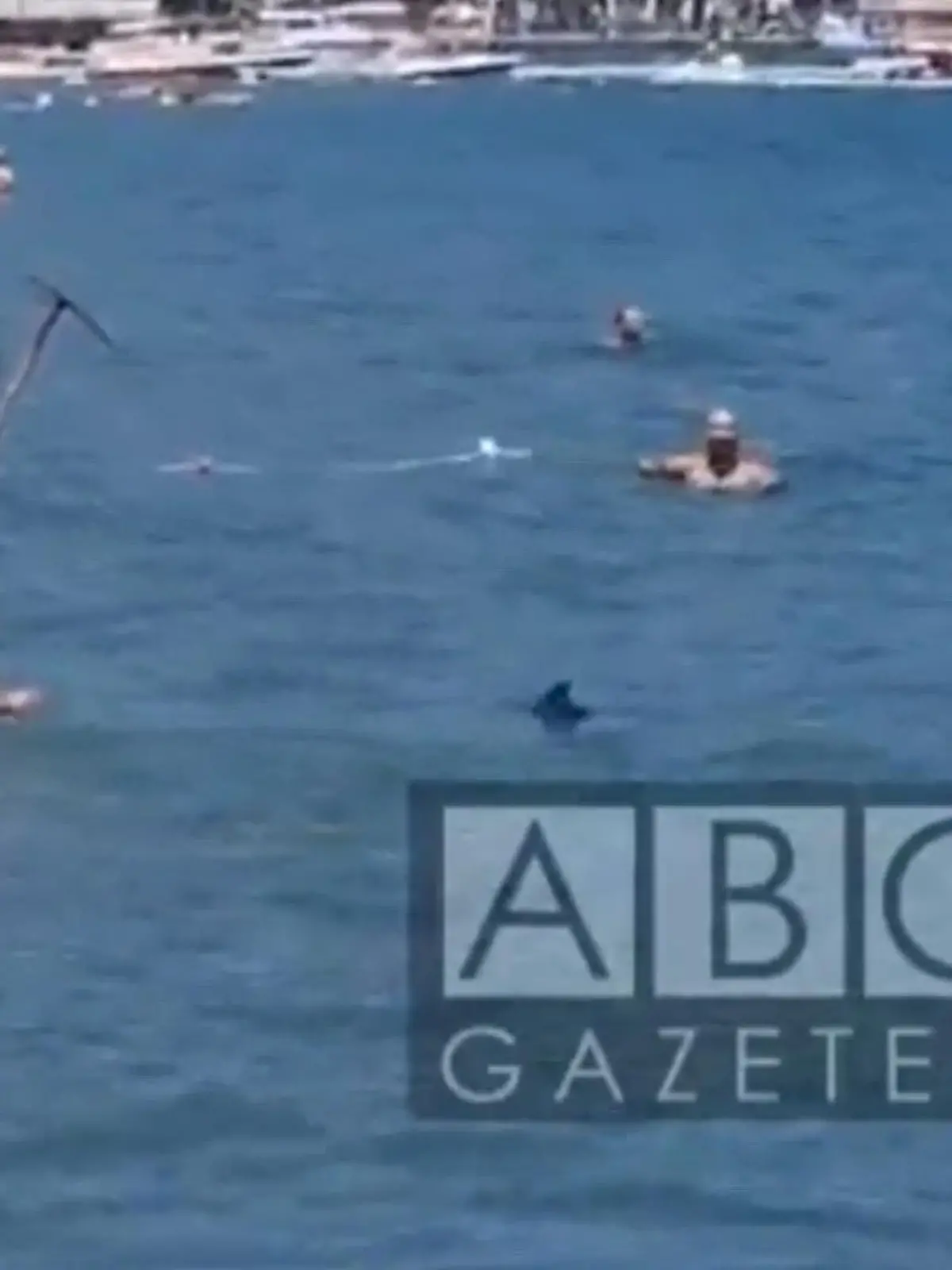 Dieser Hai hat sich offensichtlich verirrt: so nah am Strand, wo die Badegäste noch stehen können – das ist er falsch. Und das bekommt er auch zu spüren, und zwar auf eine eher unschöne Art....