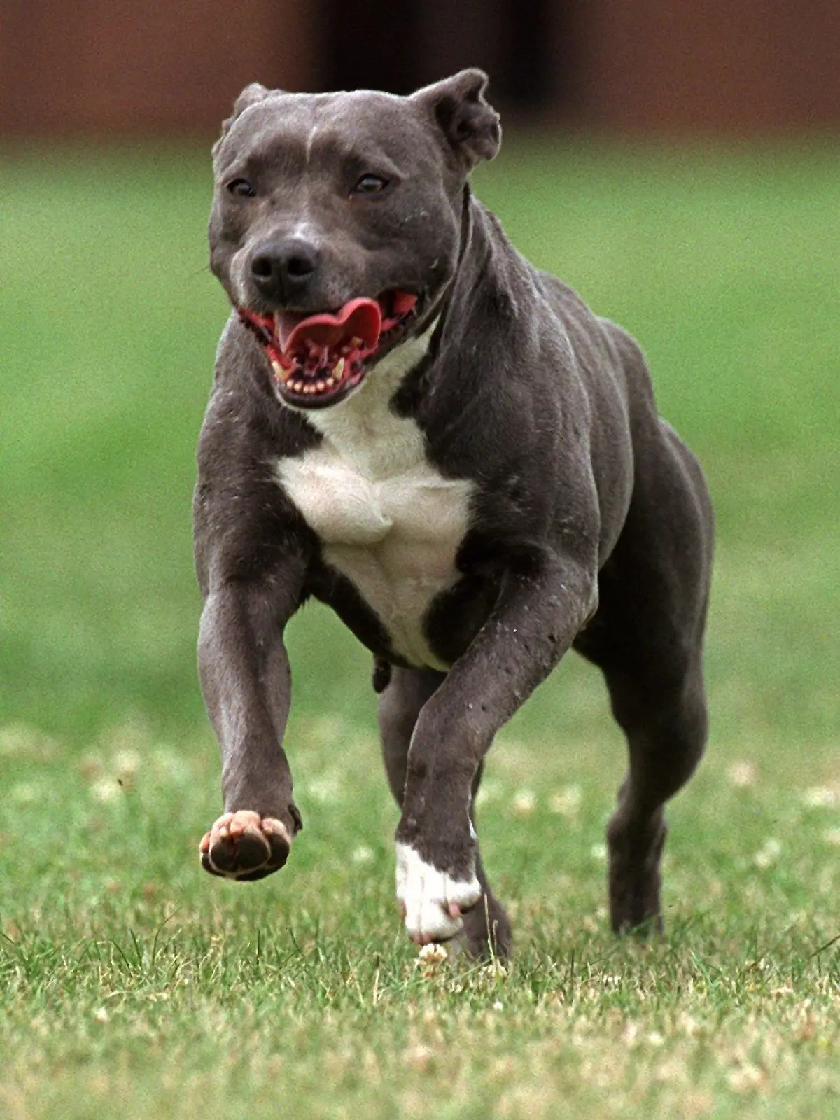 Pitbull