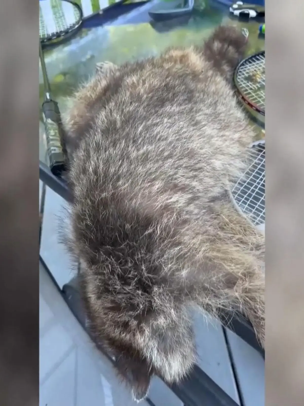 Nein, keine Angst, diesem Waschbären geht es gut, er schläft nur seinen Rausch aus. Weil ein Ehepaar aus Ohio ihren Rum auf dem Terrassentisch vergessen hat und der kleine neugierig dran genippt hat.