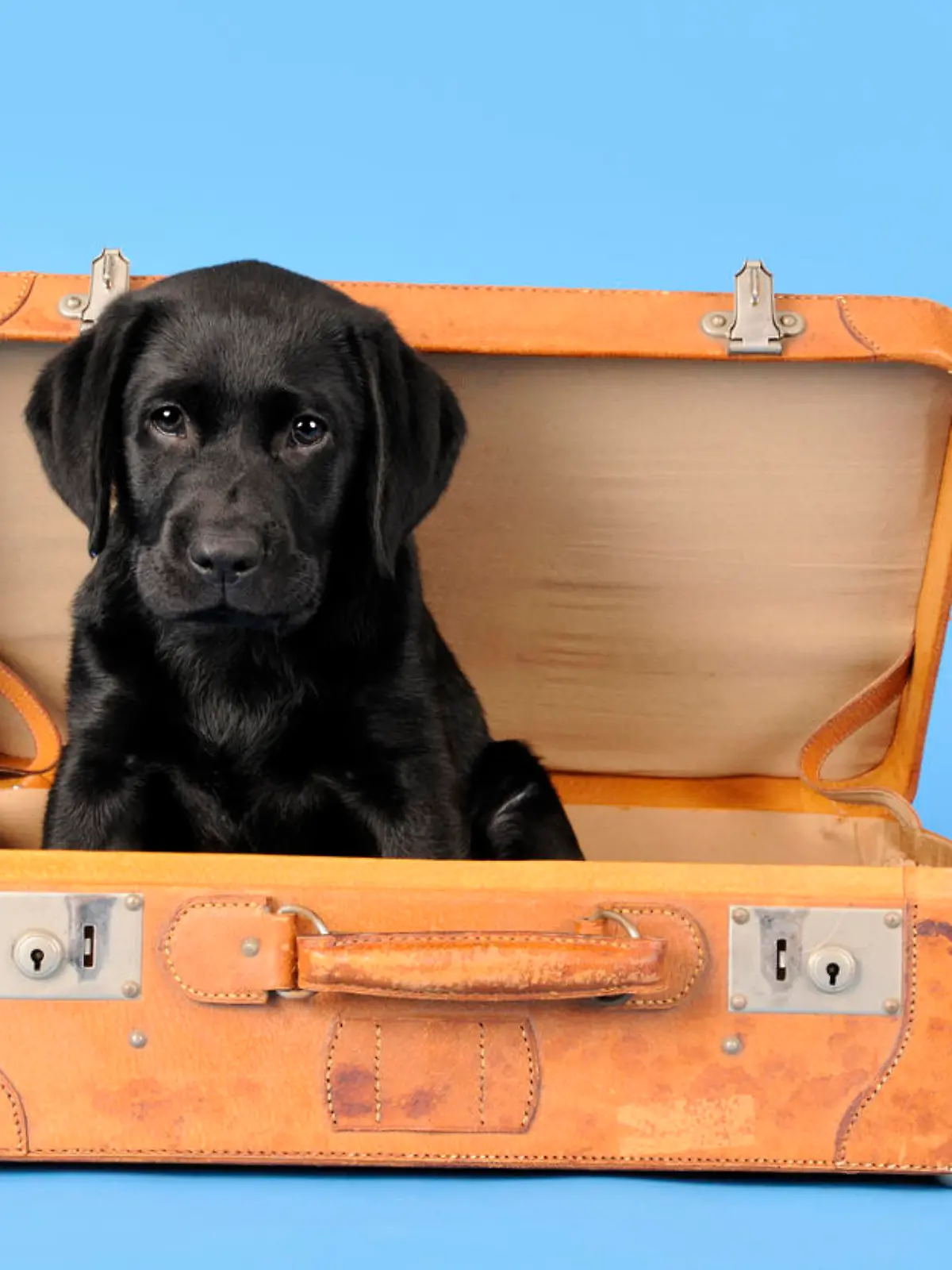 Labrador retriever puppy ready for the holidays.