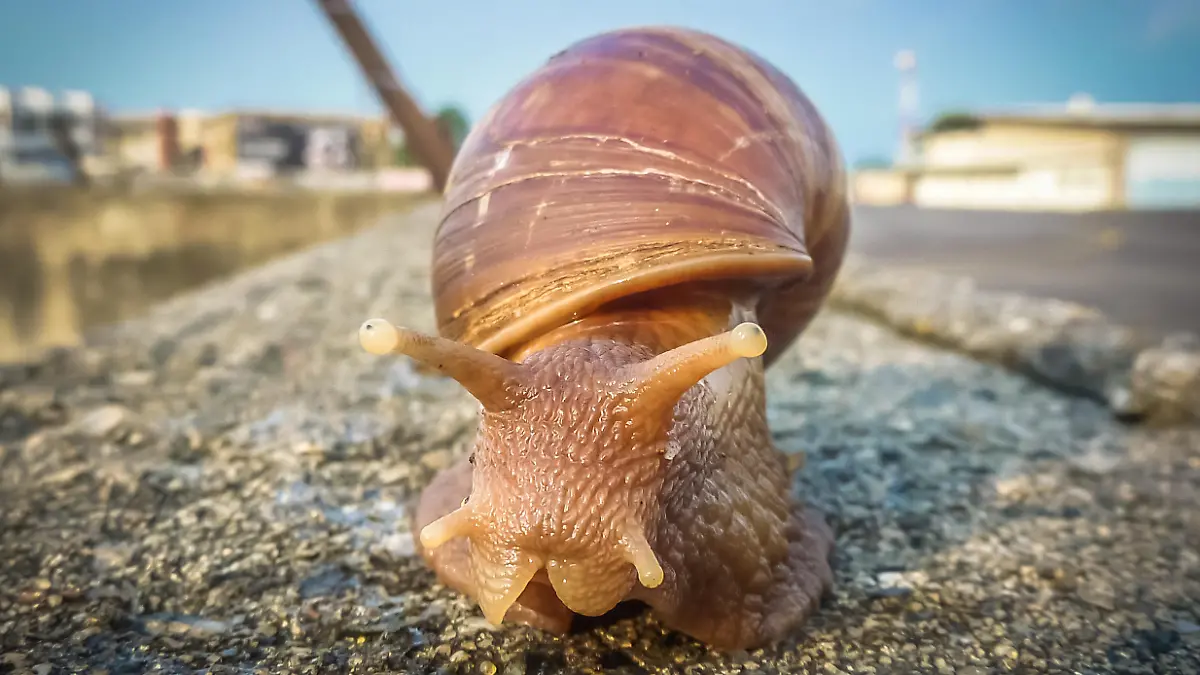 African snail Achatina fulica originating from tropical Africa, its shell can measure from 12 cm with a diameter of 6 cm, it can also measure 20 cm in length