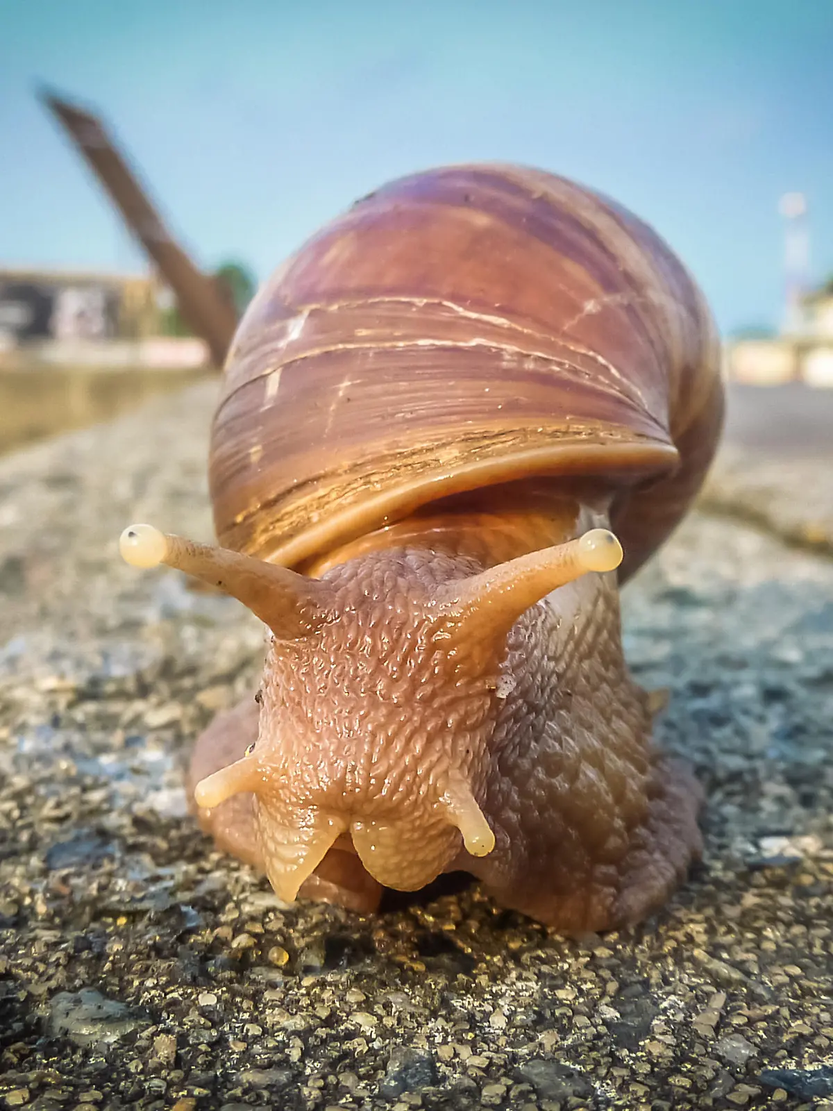 African snail Achatina fulica originating from tropical Africa, its shell can measure from 12 cm with a diameter of 6 cm, it can also measure 20 cm in length