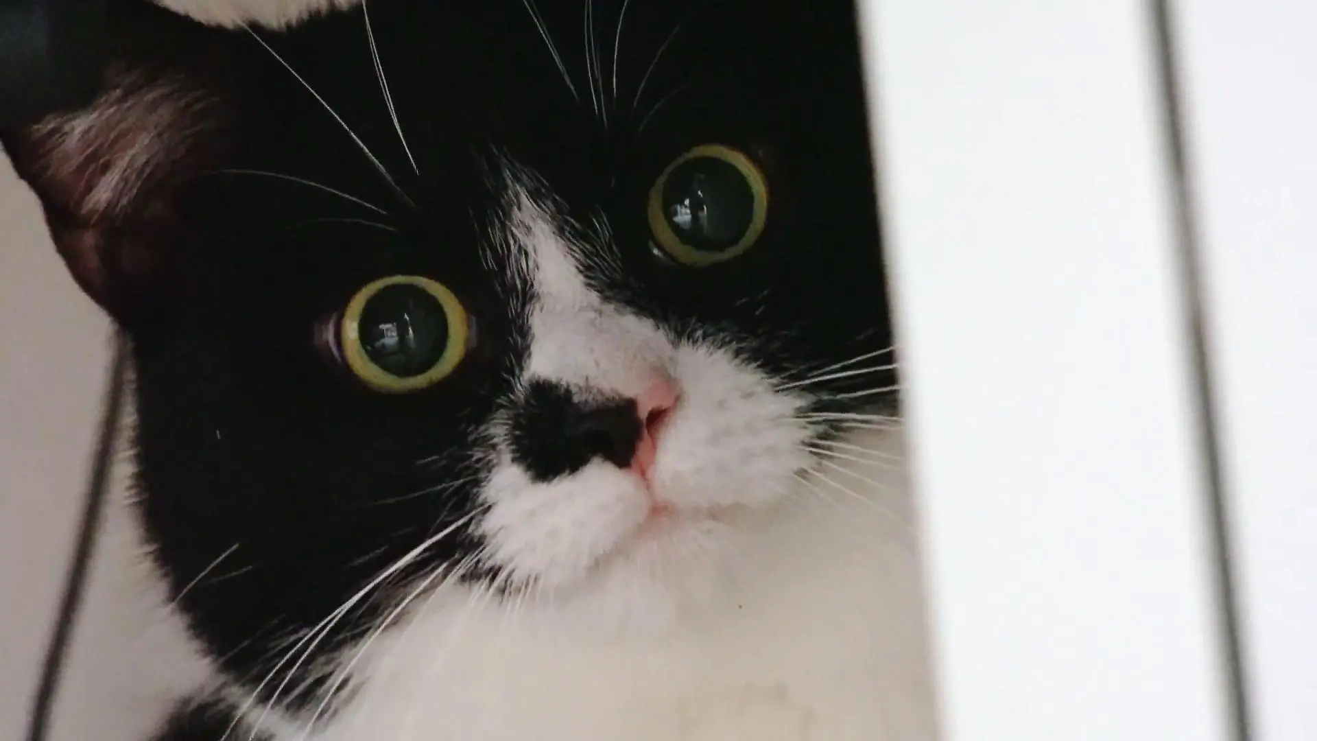 Hat  Katze Honey ihr Herrchen ausgesperrt? 500 Euro Schaden