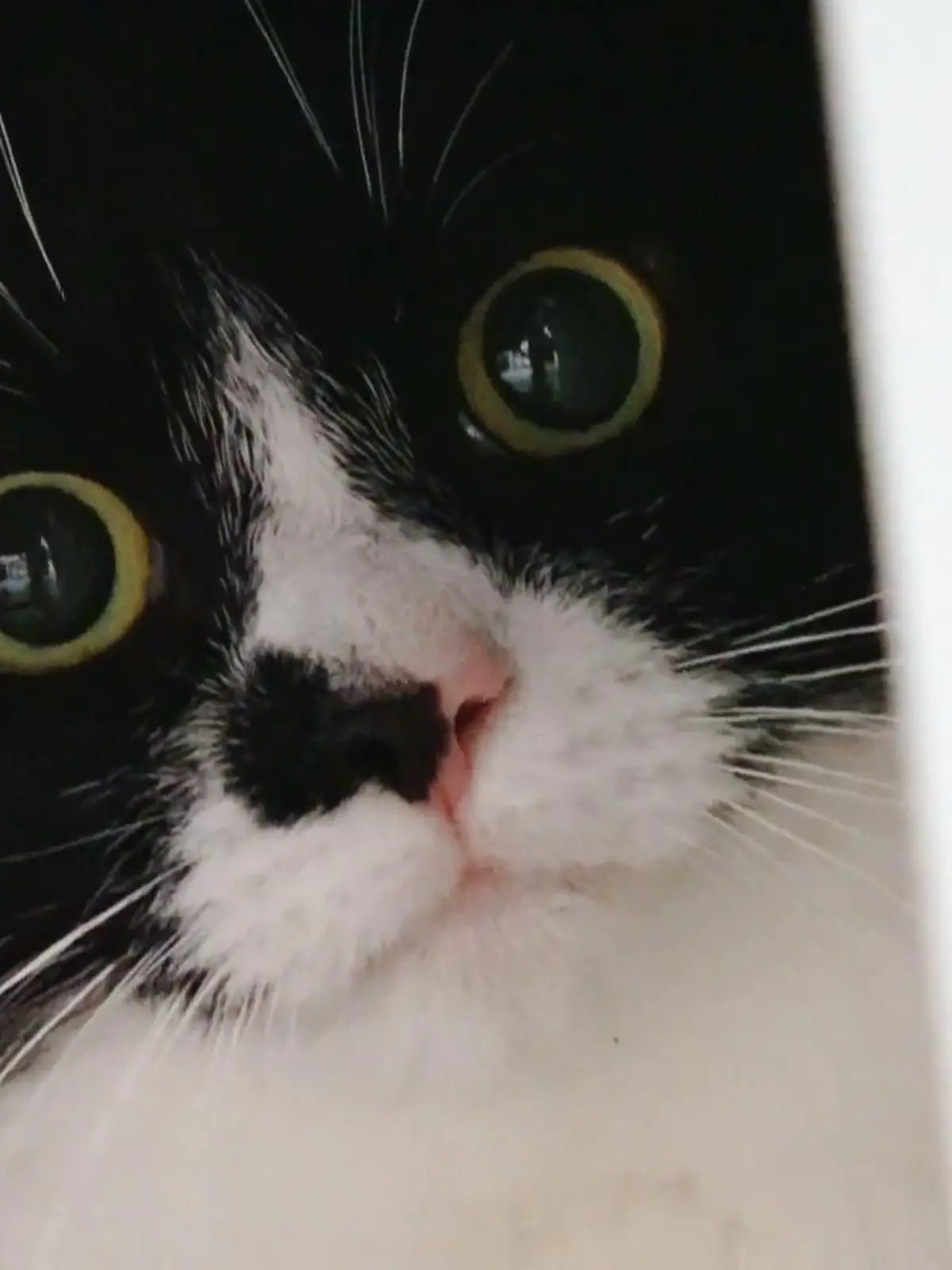 Bild zu: "Hat  Katze Honey ihr Herrchen ausgesperrt?"