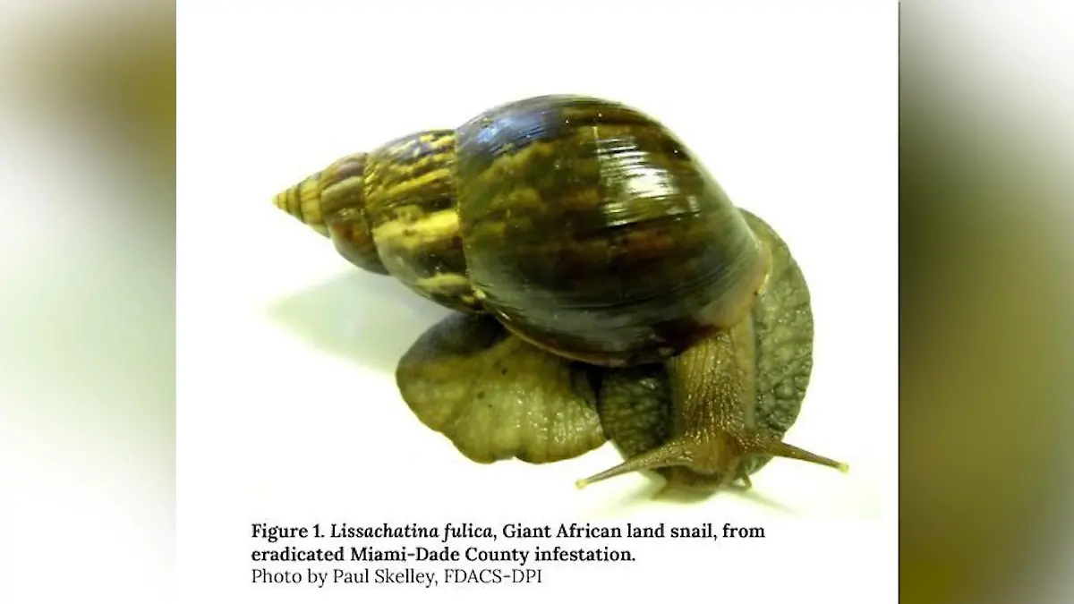 Afrikanische Riesenschnecke bringt Stadt in Quarantäne