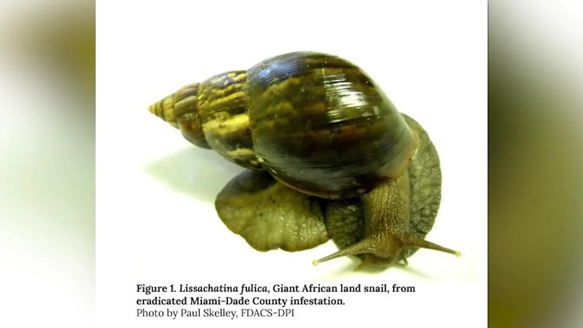 Afrikanische Riesenschnecke bringt Stadt in Quarantäne