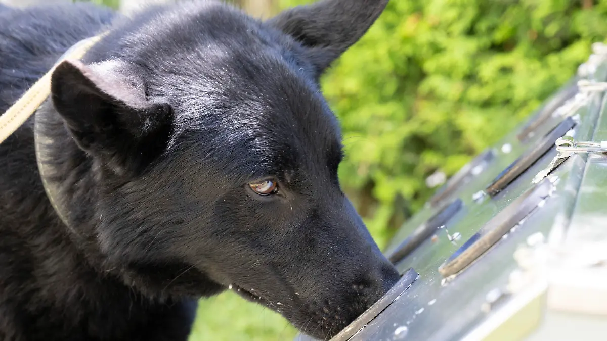 04.07.2022, Hessen, Wiesbaden: Corona-Spürhund ·Drago· schnüffelt im Garten einer Pflegeeinrichtung an einer speziellen Trainingsbox nach Corona-positiven Geruchsproben. Der vierjährige Schäferhund-Mischling wurde darauf trainiert, das Corona-Virus zu erschnüffeln. Foto: Boris Roessler/dpa +++ dpa-Bildfunk +++