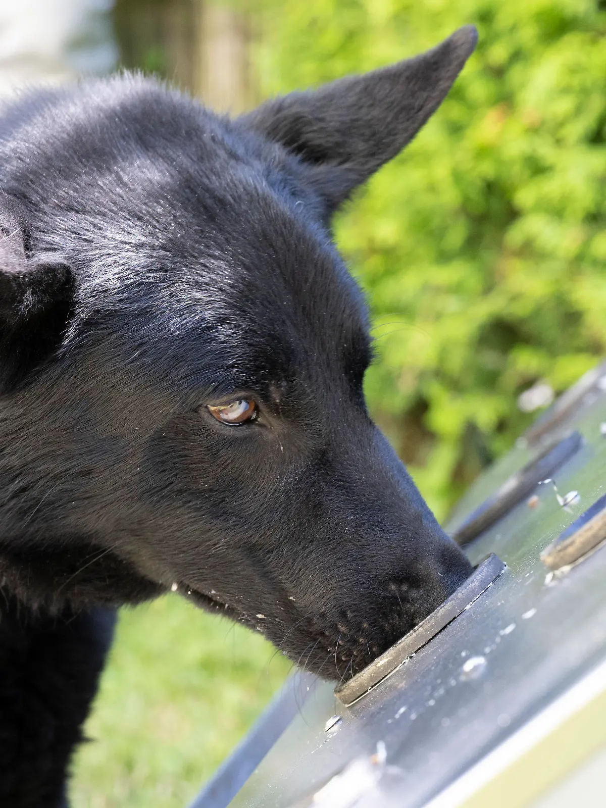 04.07.2022, Hessen, Wiesbaden: Corona-Spürhund ·Drago· schnüffelt im Garten einer Pflegeeinrichtung an einer speziellen Trainingsbox nach Corona-positiven Geruchsproben. Der vierjährige Schäferhund-Mischling wurde darauf trainiert, das Corona-Virus zu erschnüffeln. Foto: Boris Roessler/dpa +++ dpa-Bildfunk +++