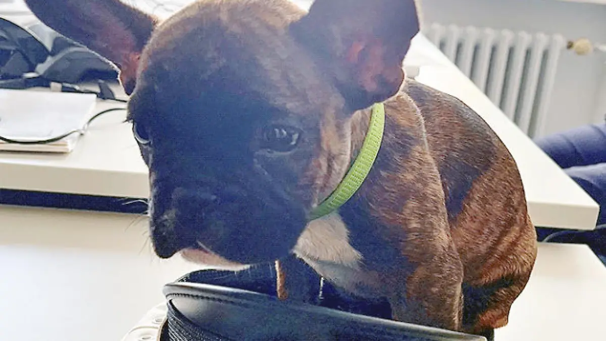 HANDOUT - 01.07.2022, Nordrhein-Westfalen, Bochum: Der auf den Namen «Anton» getaufte Hund sitzt in einer Polizeimütze. Er ist so klein, dass er in der Dienstmütze der Polizisten sitzen kann - und so süß, dass die Beamten ihn gar nicht mehr hergeben wollten. Polizisten haben in Bochum einen Hund aufgegabelt und mit auf die Wache genommen. (zu dpa "Kleiner Hund verdreht Polizisten die Augen") Foto: Polizei Bochum/dpa - ACHTUNG: Nur zur redaktionellen Verwendung im Zusammenhang mit der aktuellen Berichterstattung und nur mit vollständiger Nennung des vorstehenden Credits +++ dpa-Bildfunk +++