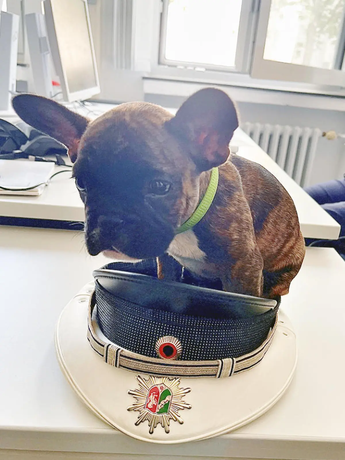 HANDOUT - 01.07.2022, Nordrhein-Westfalen, Bochum: Der auf den Namen «Anton» getaufte Hund sitzt in einer Polizeimütze. Er ist so klein, dass er in der Dienstmütze der Polizisten sitzen kann - und so süß, dass die Beamten ihn gar nicht mehr hergeben wollten. Polizisten haben in Bochum einen Hund aufgegabelt und mit auf die Wache genommen. (zu dpa "Kleiner Hund verdreht Polizisten die Augen") Foto: Polizei Bochum/dpa - ACHTUNG: Nur zur redaktionellen Verwendung im Zusammenhang mit der aktuellen Berichterstattung und nur mit vollständiger Nennung des vorstehenden Credits +++ dpa-Bildfunk +++