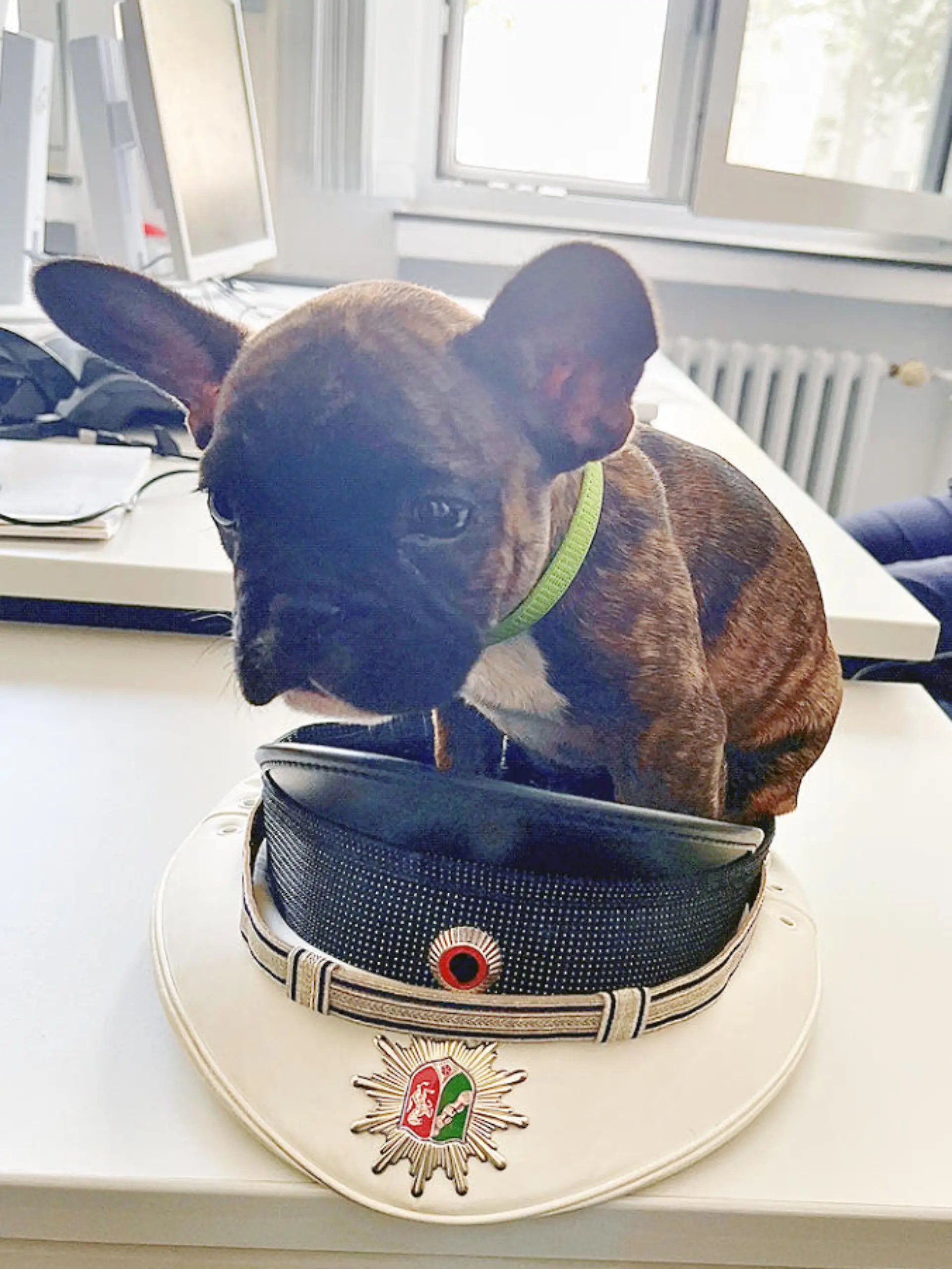 HANDOUT - 01.07.2022, Nordrhein-Westfalen, Bochum: Der auf den Namen «Anton» getaufte Hund sitzt in einer Polizeimütze. Er ist so klein, dass er in der Dienstmütze der Polizisten sitzen kann - und so süß, dass die Beamten ihn gar nicht mehr hergeben wollten. Polizisten haben in Bochum einen Hund aufgegabelt und mit auf die Wache genommen. (zu dpa "Kleiner Hund verdreht Polizisten die Augen") Foto: Polizei Bochum/dpa - ACHTUNG: Nur zur redaktionellen Verwendung im Zusammenhang mit der aktuellen Berichterstattung und nur mit vollständiger Nennung des vorstehenden Credits +++ dpa-Bildfunk +++