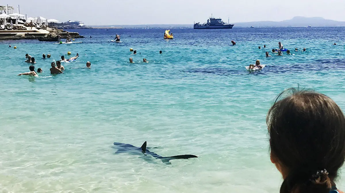 Ein Hai schwimmt am 24.06.2017 in Palma de Mallorca (Spanien) am Illetes Strand. Nach drei Hai-Sichtungen, die am Wochenende vor der Südwestküste von Mallorca Badegäste in Angst und Schrecken versetzten, hat die spanische Küstenwache ein Tier gefangen und eingeschläfert. (zu dpa «Nach Hai-Alarm auf Mallorca: Tier gefangen und eingeschläfert» vom 25.06.2017) (ACHTUNG: Bildwiederholung mit verändertem Bildausschnitt) Foto: Angela & Tim Prottey-Jones/dpa +++(c) dpa - Bildfunk+++