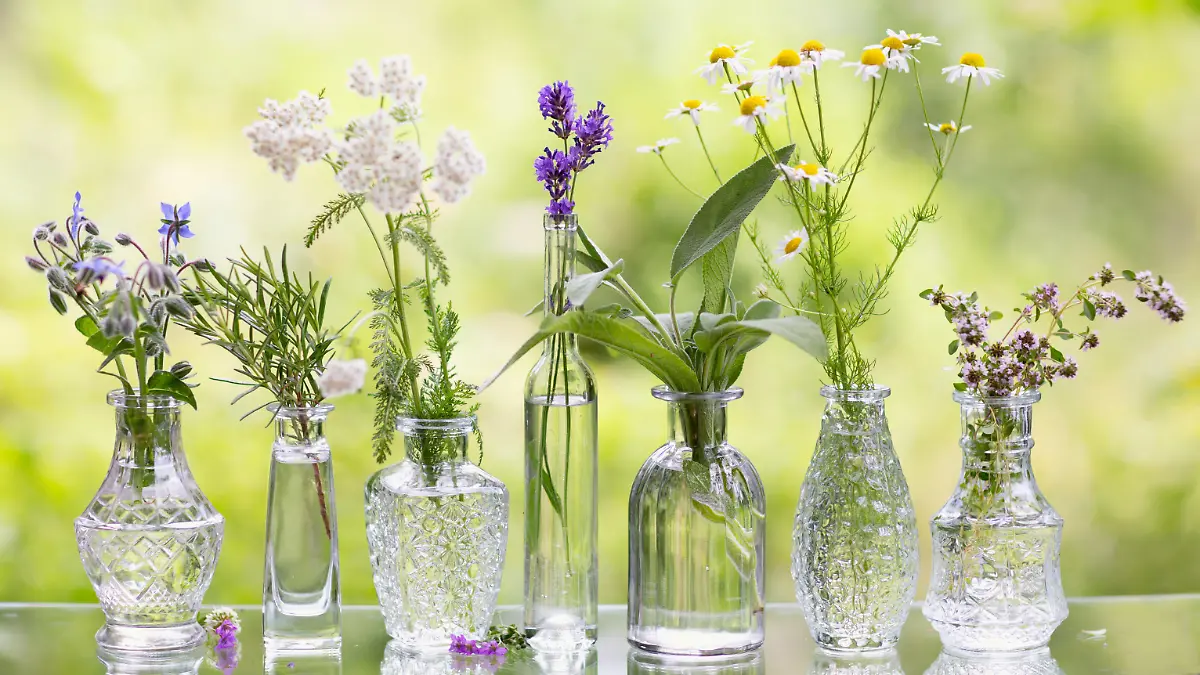 Herbs in various glass vases,standing outdoors in nature on glass shelf, the herbs are: chamomile, rosemary,yarrow, sage, thyme, borage and lavender, it is summer