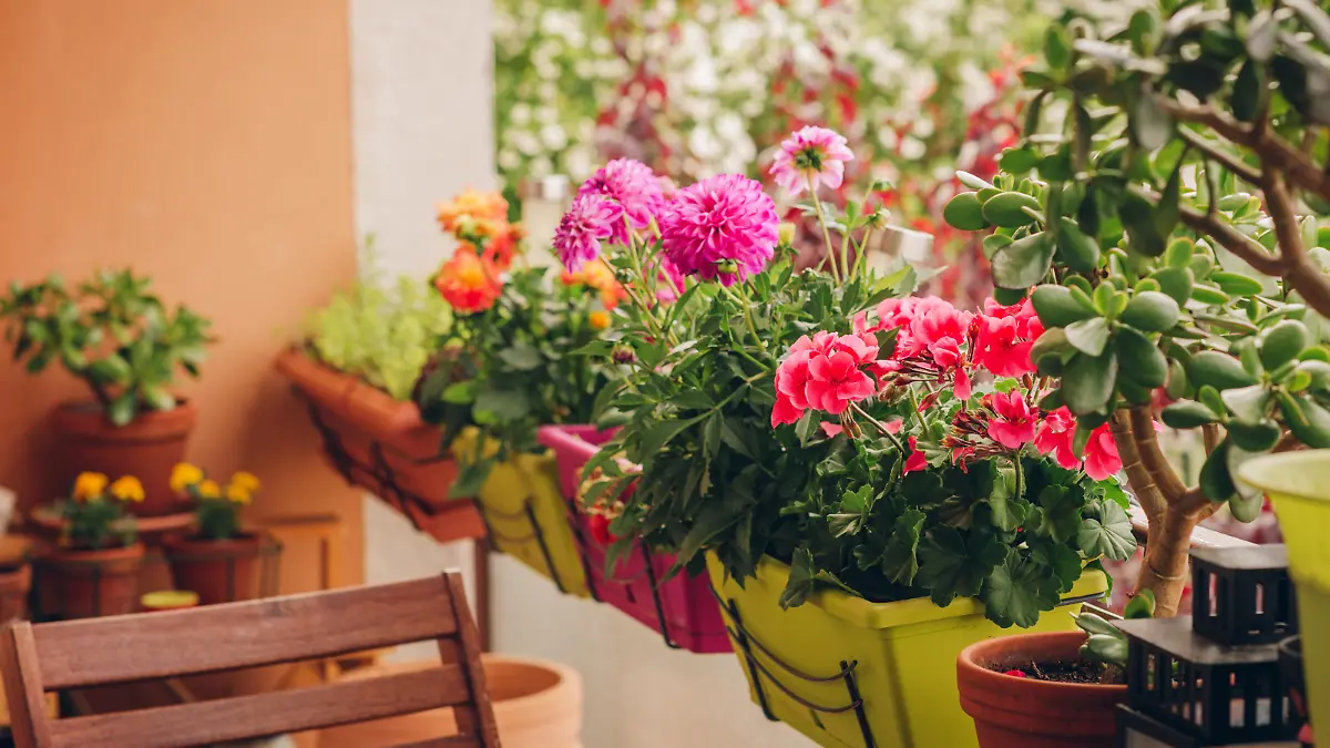 Colorful flowers growing in pots on the balcony