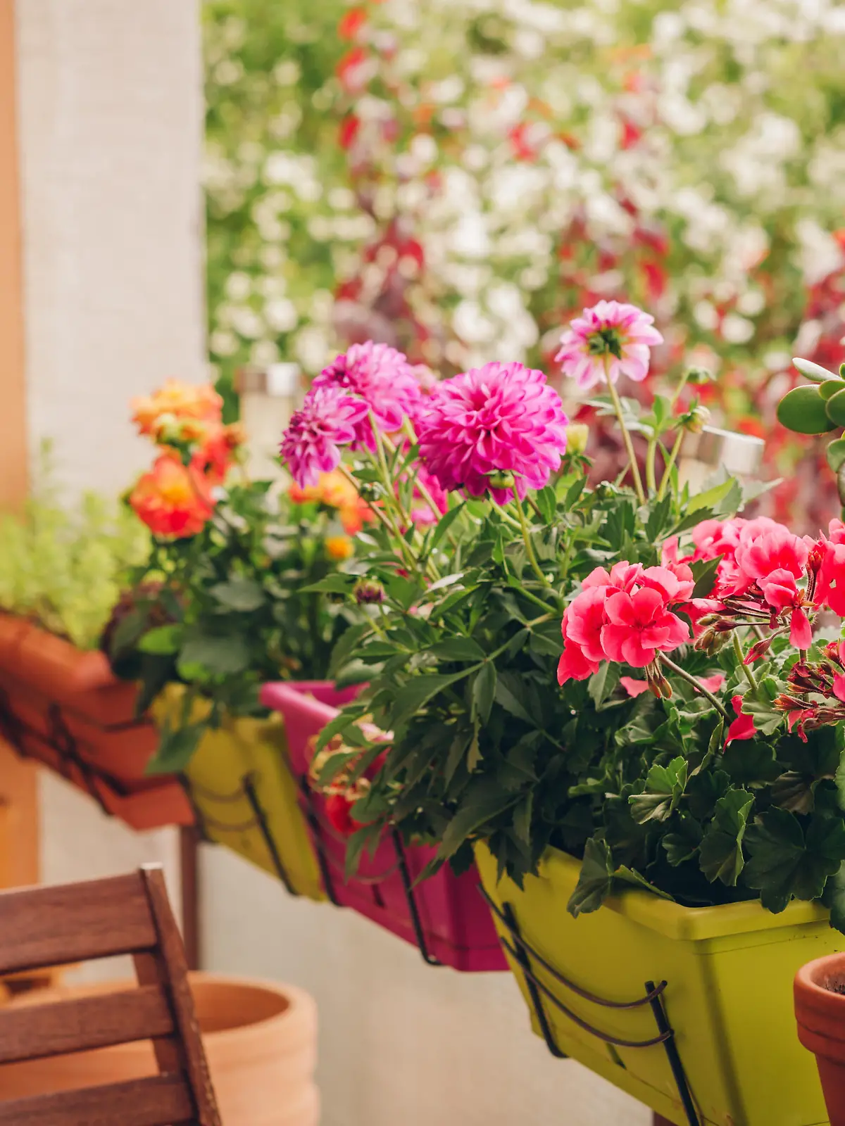 Colorful flowers growing in pots on the balcony