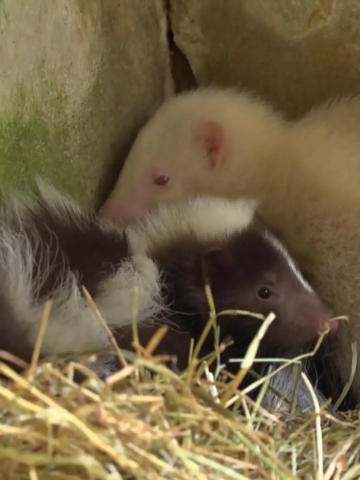 Bild zu: "Tierbabys, die zum Himmel stinken "