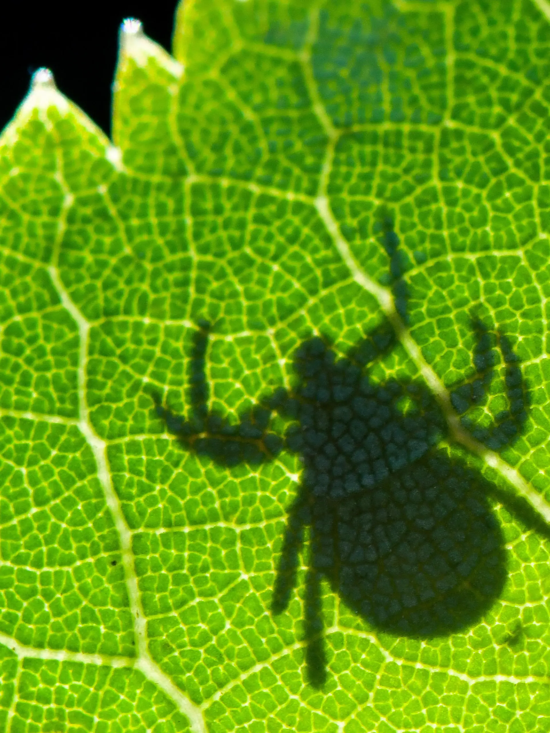 Im Gegenlicht ist der Schatten einer Zecke (Ixodida) auf einem Blatt zu sehen. Hier wartet der blutsaugende Ektoparasit auf seine Beute. Viele Zeckenarten sind bedeutende Krankheitsüberträger.