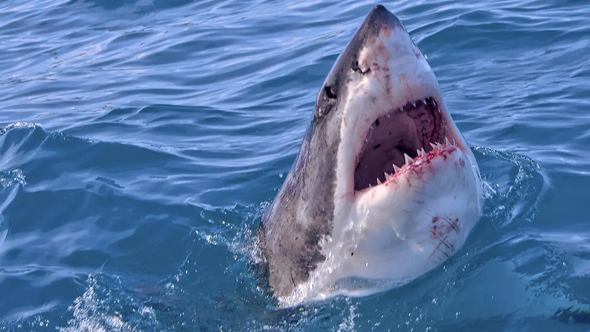 Great White Shark, Carcharodon carcharias, Gansbaai, Western Cape, South Africa, Africa