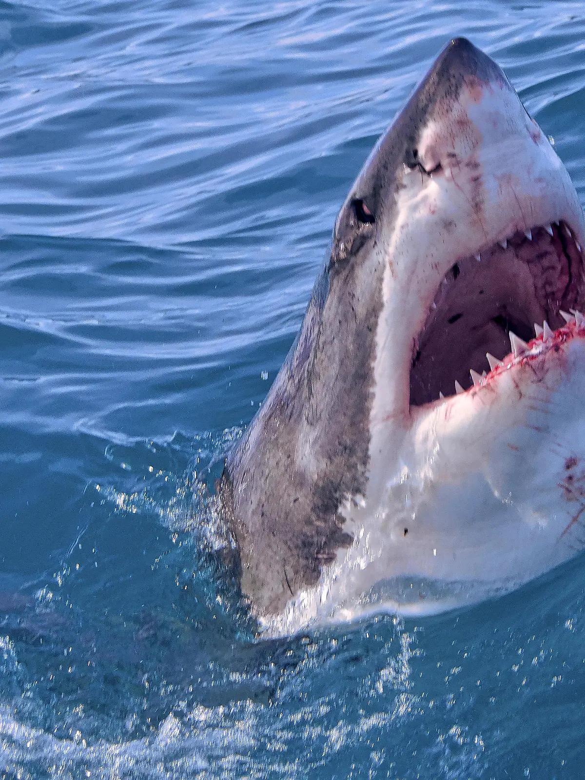 Great White Shark, Carcharodon carcharias, Gansbaai, Western Cape, South Africa, Africa