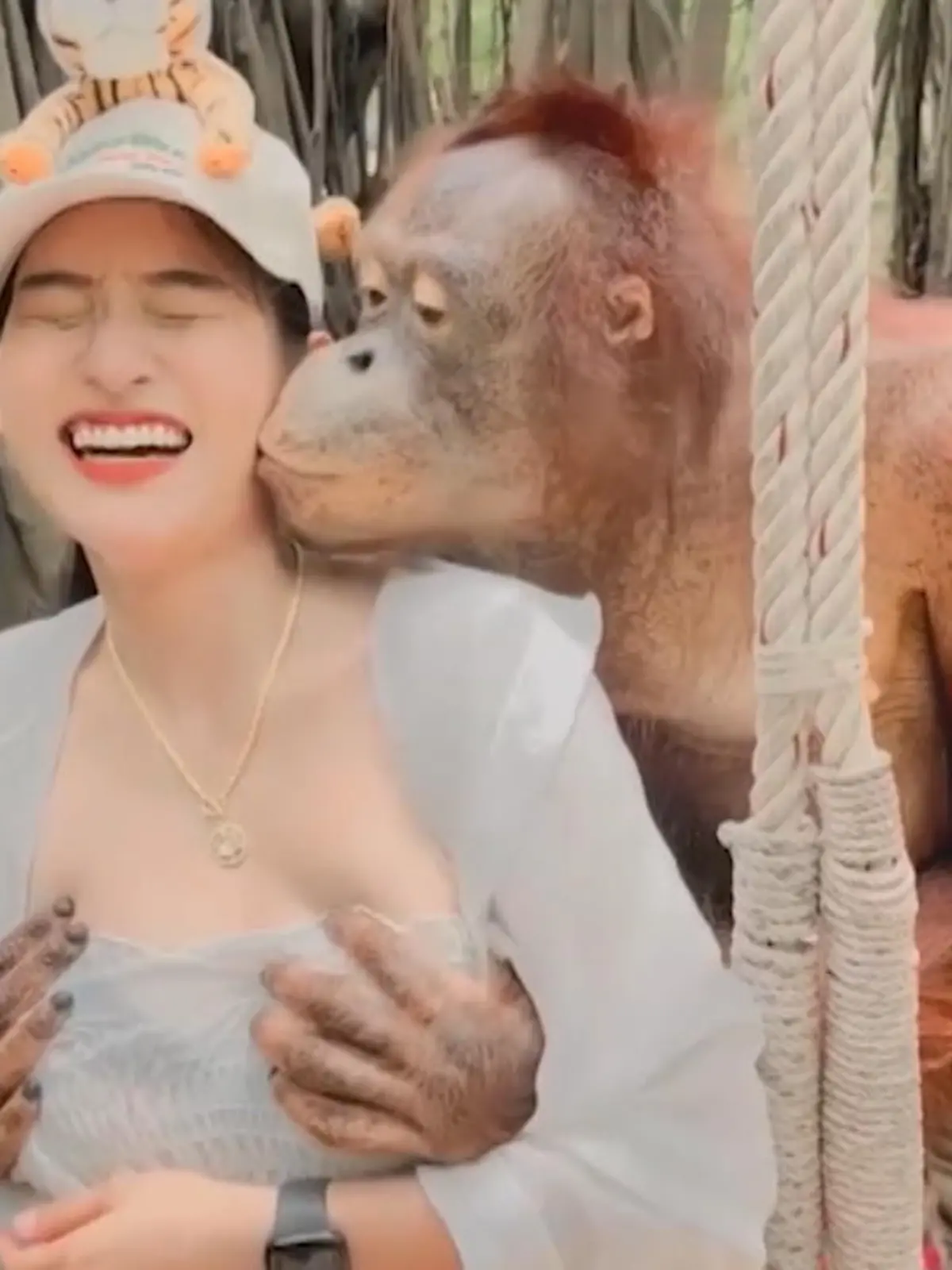 Was hier freiwillig aussieht - ist in Wirklichkeit pure Abrichtung. Dieser Orang-Utan ist darauf trainiert, für Touristen zu posieren, ihnen wie hier sogar an die Brüste zu fassen.
