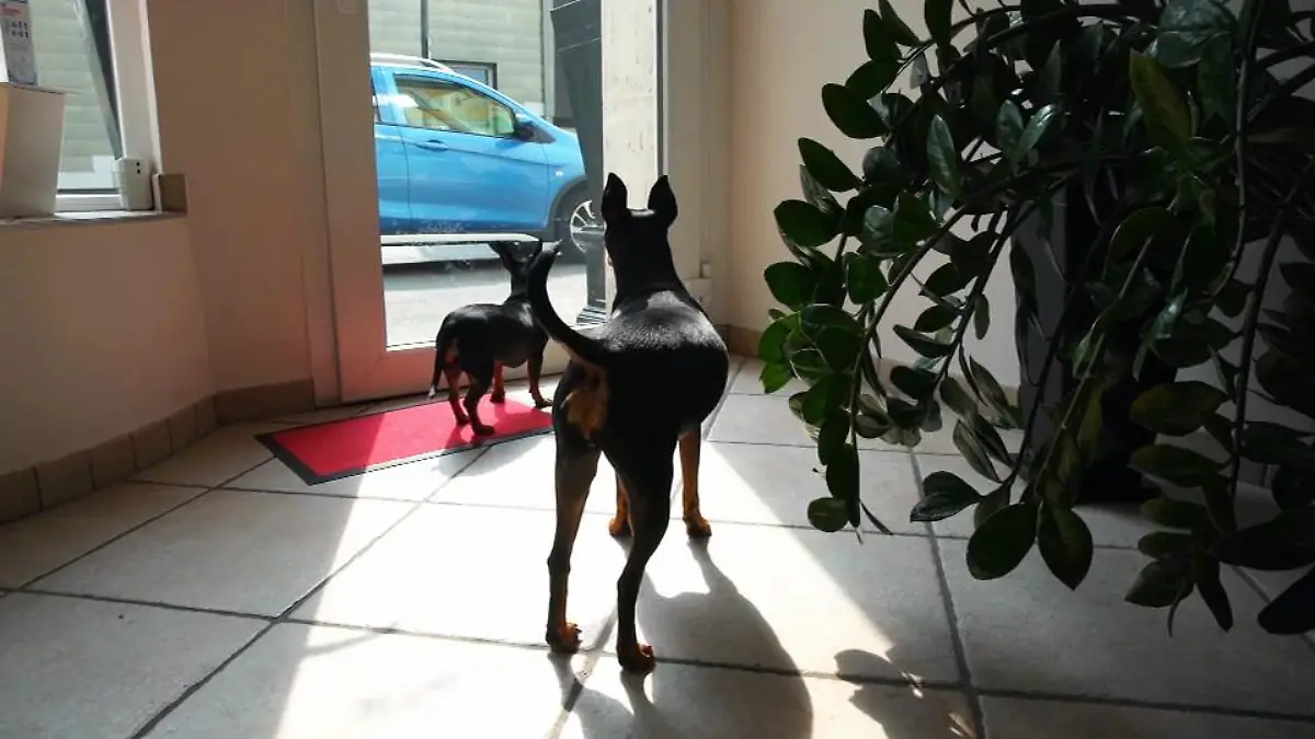 Hunde bellen Kunden an Im Beauty-Studio
