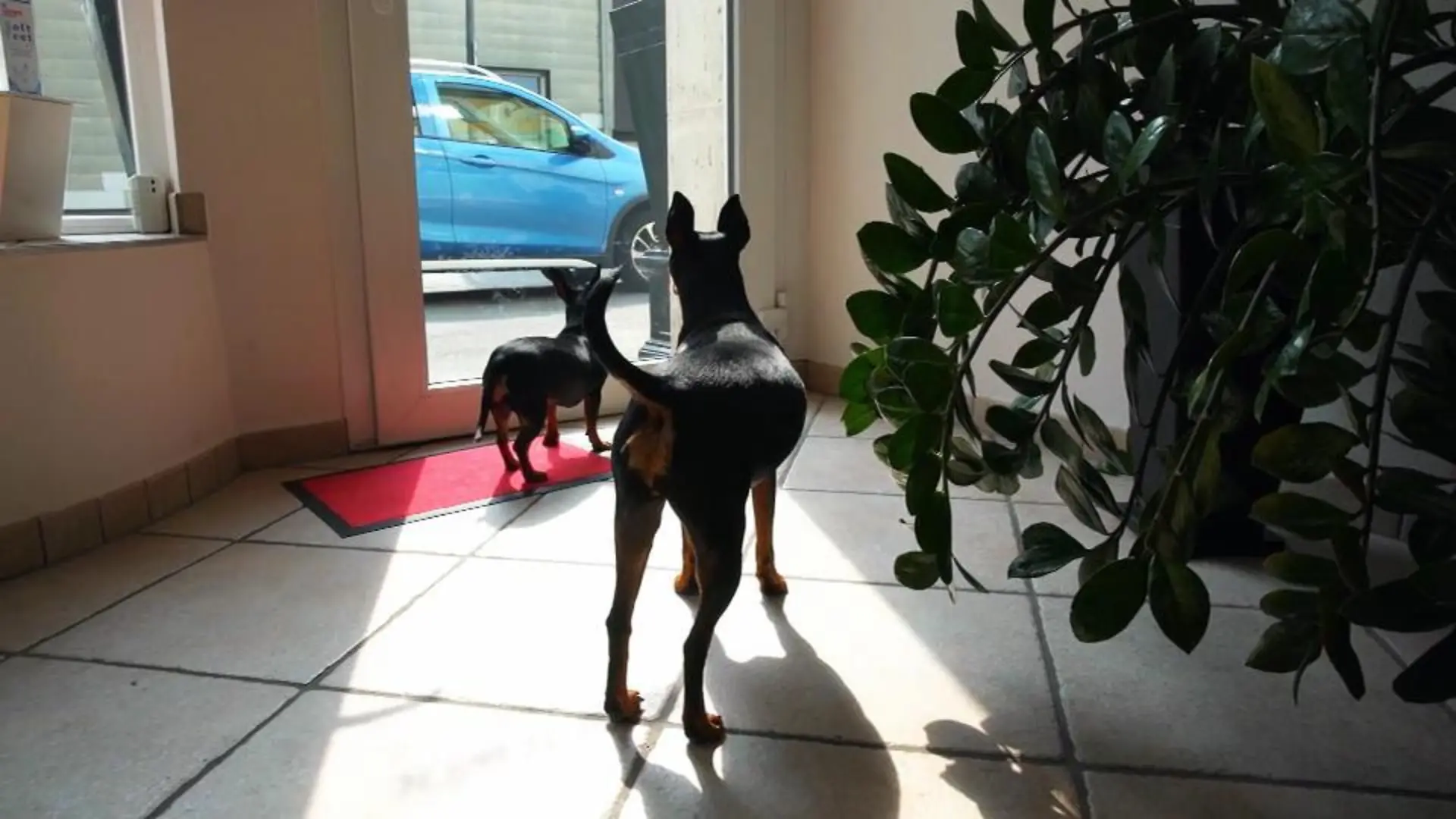 Hunde bellen Kunden an Im Beauty-Studio
