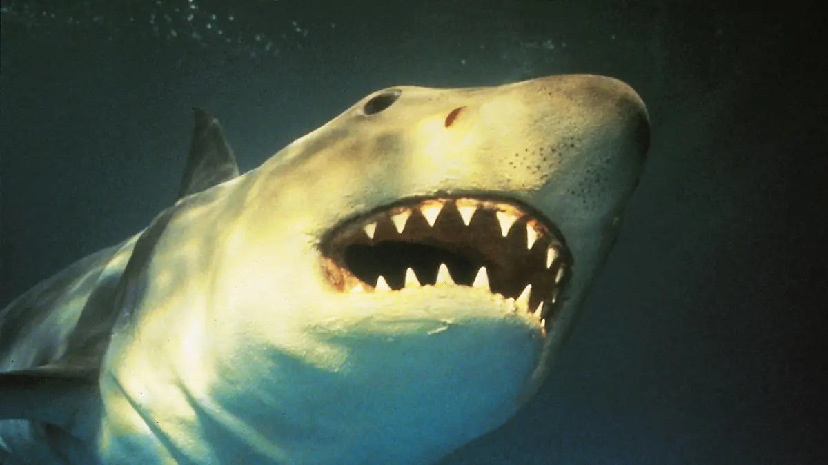 Ein menschenfressender Hai sorgt für Panik und Terror in einem Unterwasser-Vergnügungspark vor der Küste Floridas.