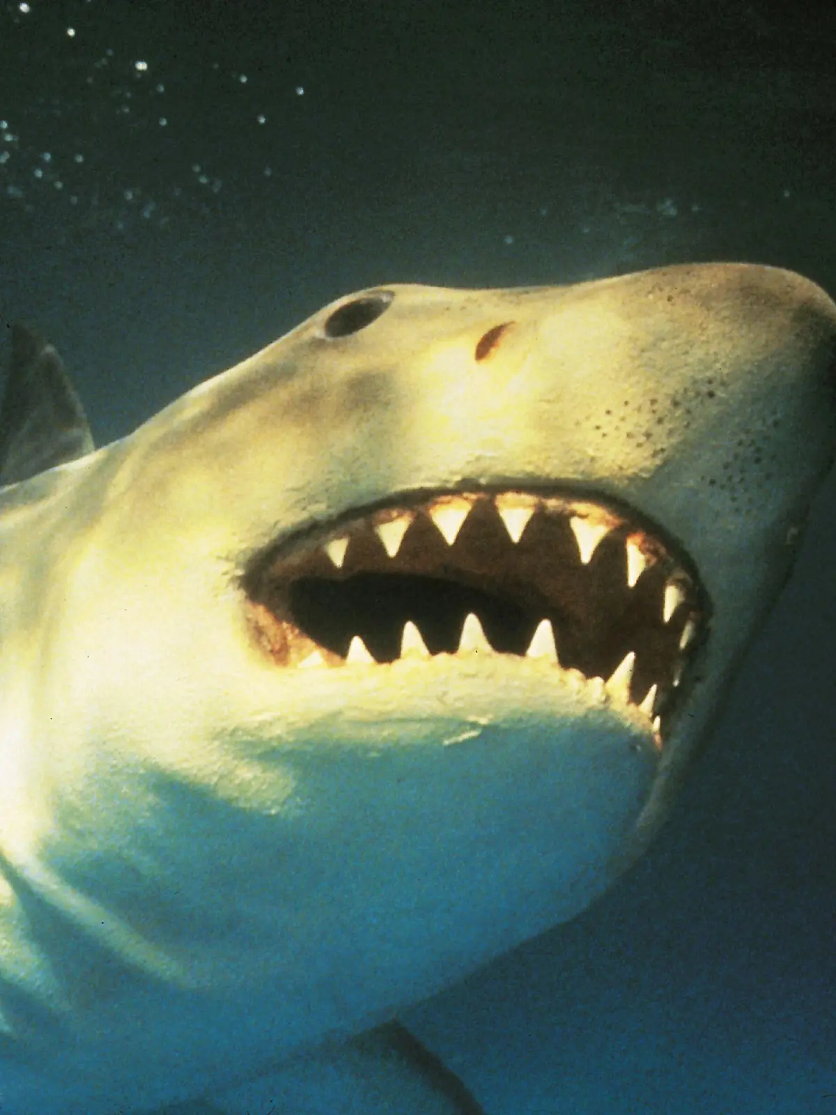 Ein menschenfressender Hai sorgt für Panik und Terror in einem Unterwasser-Vergnügungspark vor der Küste Floridas.