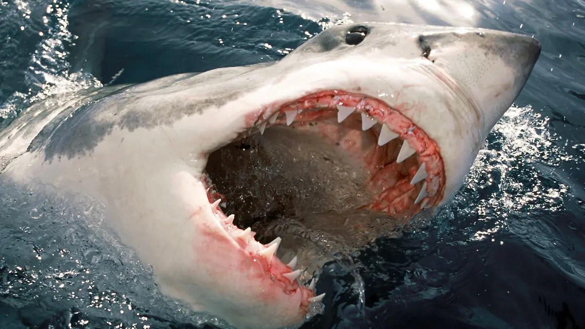 Nov 07, 2007 - Thornbury, Victoria, Australia - PICTURED: Great White Shark (Carcharodon carcharias) 'jawing' on the surface. +++(c) dpa - Report+++