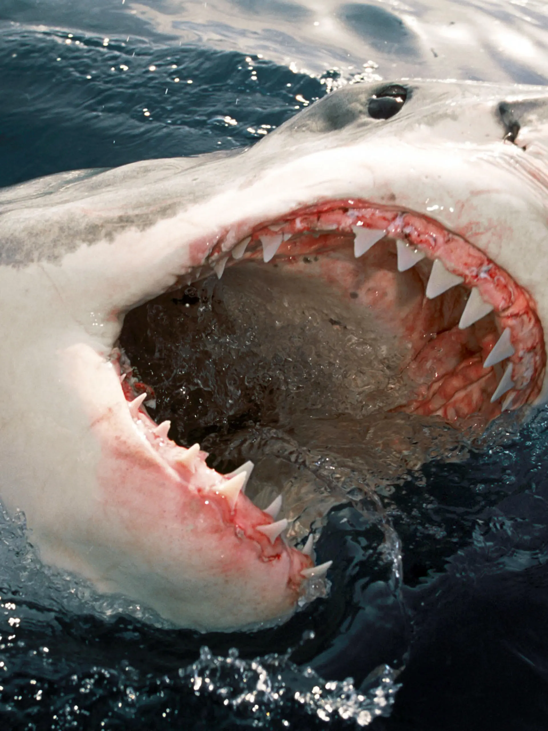 Nov 07, 2007 - Thornbury, Victoria, Australia - PICTURED: Great White Shark (Carcharodon carcharias) 'jawing' on the surface. +++(c) dpa - Report+++