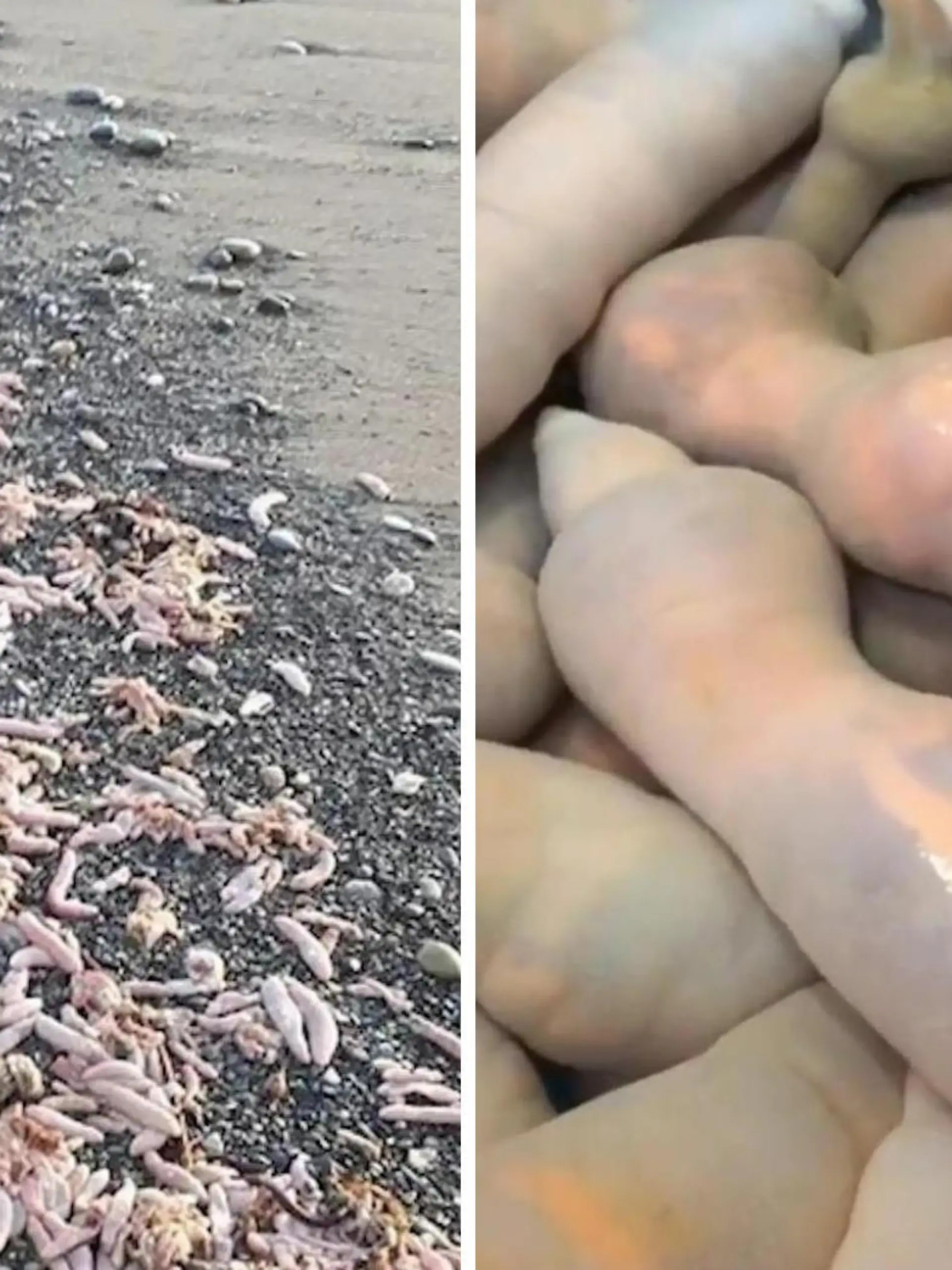 Stellen Sie sich vor, es ist ein herrlicher Strandtag in Argentinien, sie spazieren im Sand entlang und plötzlich sehen sie...nun ja, diese Dinger. Ja, wir wissen, woran sie bei diesen Aufnahmen in unserem Video denken.