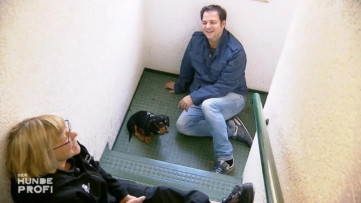 Die Dackelwelpen lernen Treppenlaufen Schritt für Schritt