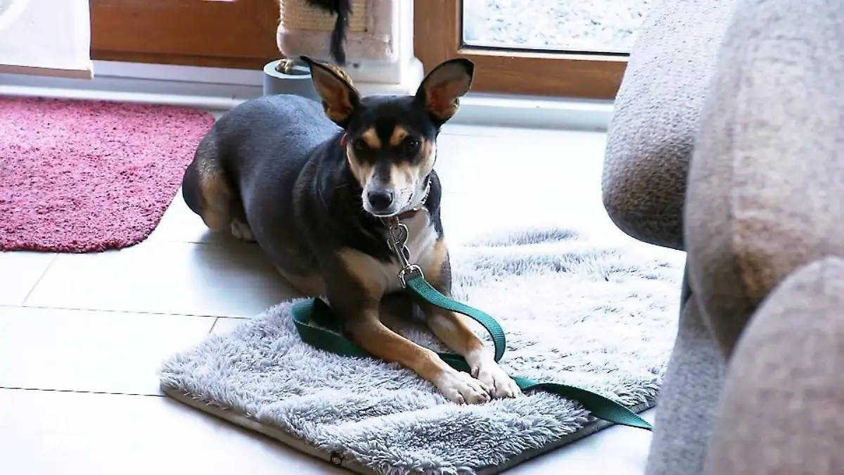 Kimmy ist viel ruhiger geworden Sie hat weniger Stress