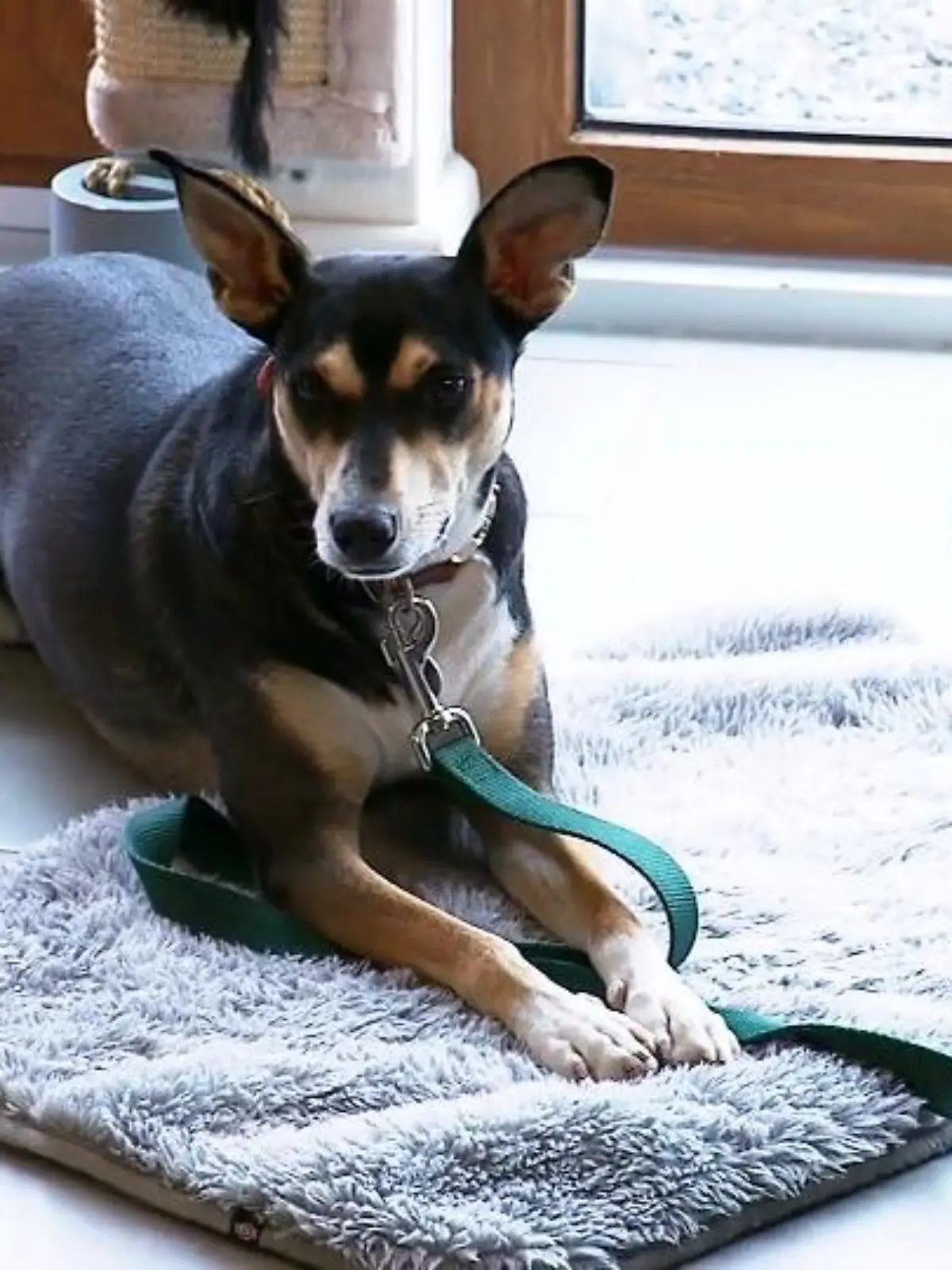 Bild zu: "Kimmy ist viel ruhiger geworden"