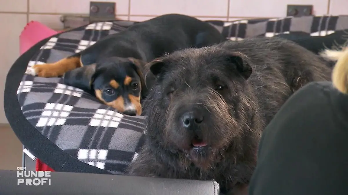 Die Welpen treffen auf einen älteren Hund Die Chemie stimmt