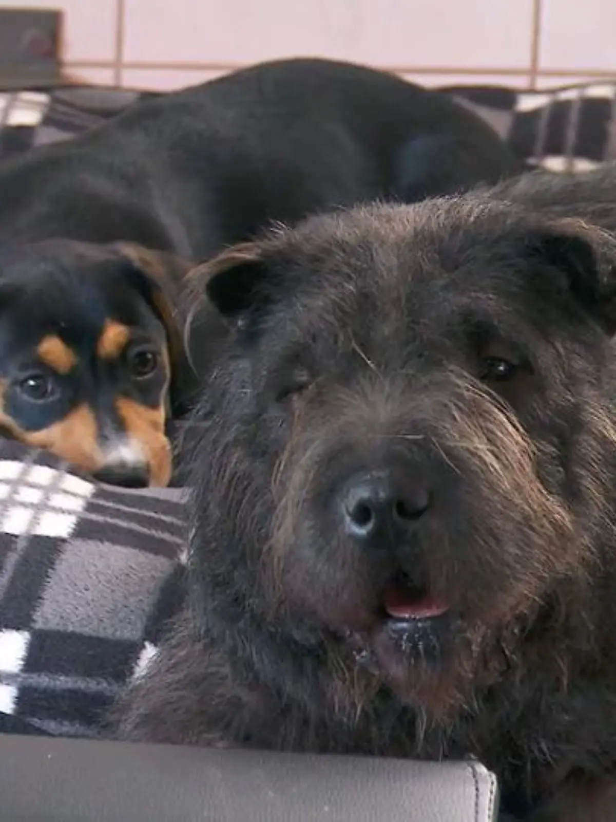 Bild zu: "Die Welpen treffen auf einen älteren Hund"