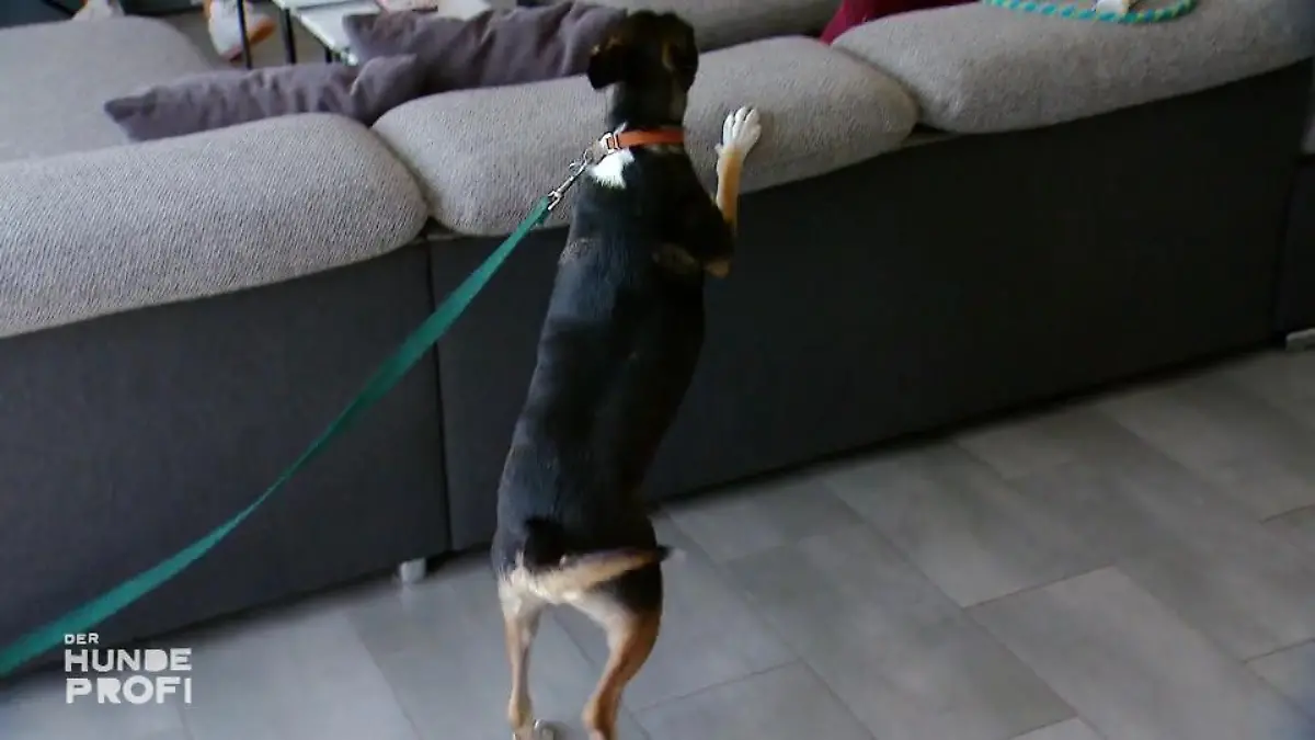 Wenig Erziehung bringt viel Arbeit Frauchen braucht Geduld