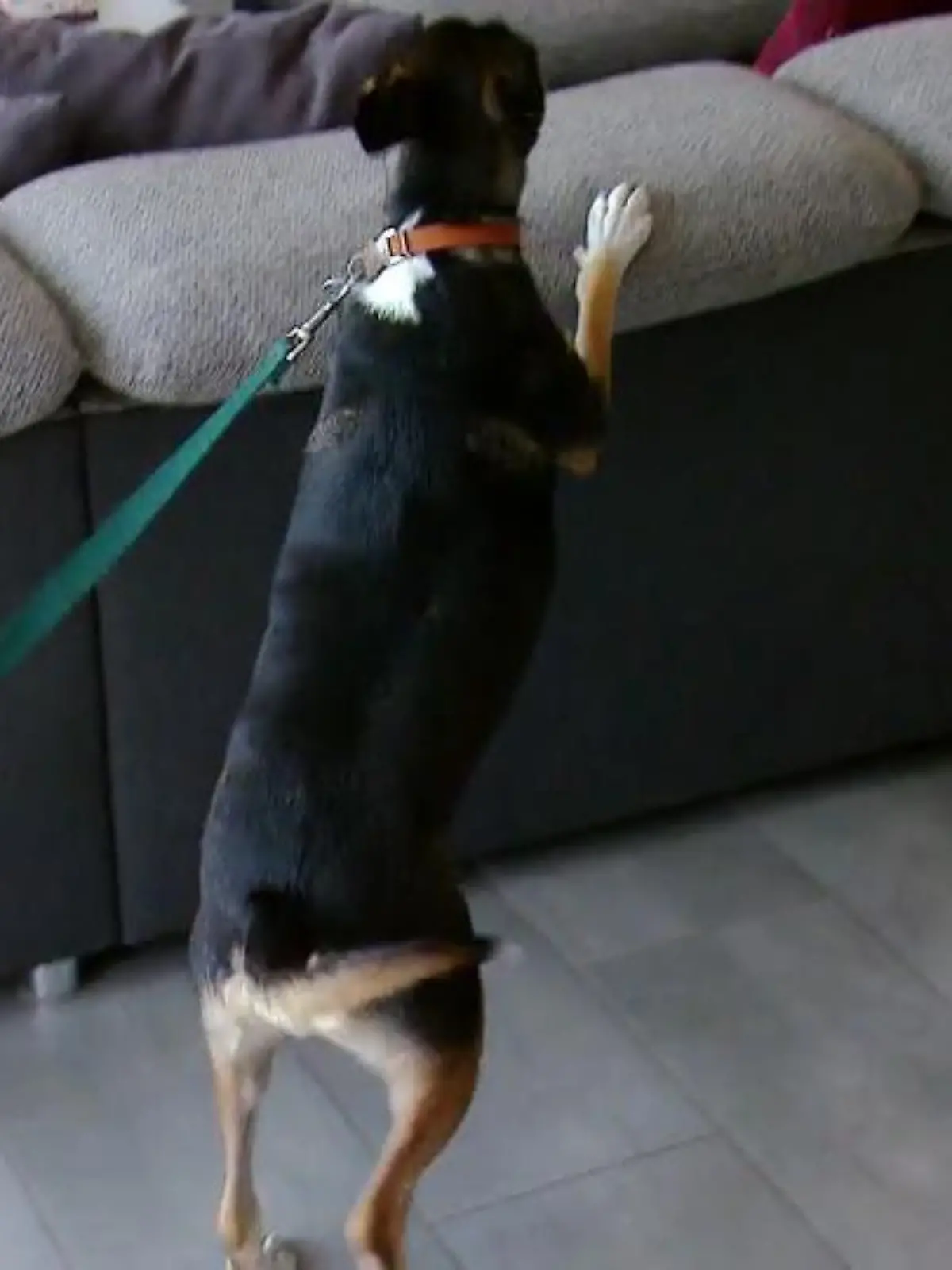 Bild zu: "Wenig Erziehung bringt viel Arbeit"