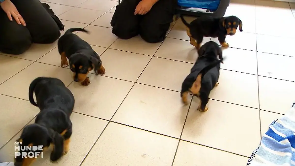 Welpen-Alarm im Tierheim Sind die niedlich!