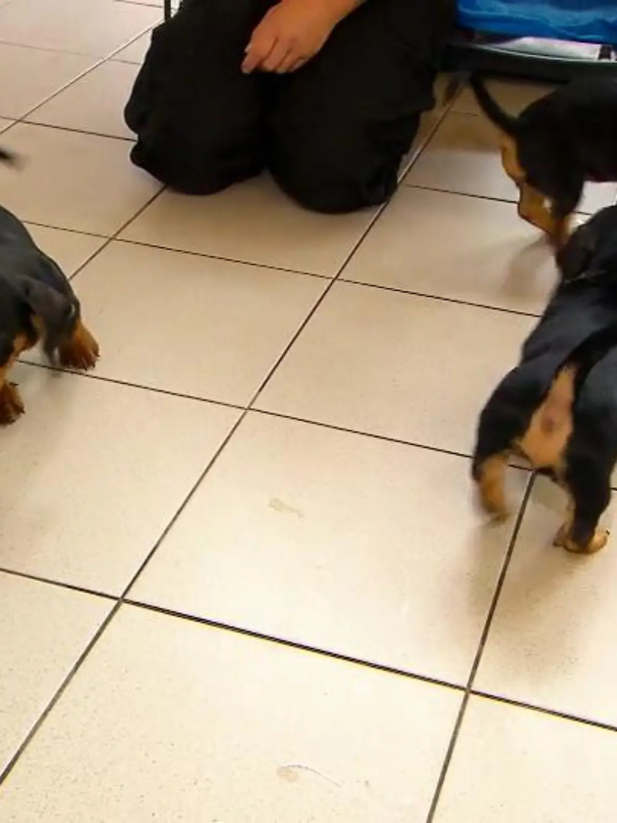 Bild zu: "Welpen-Alarm im Tierheim"