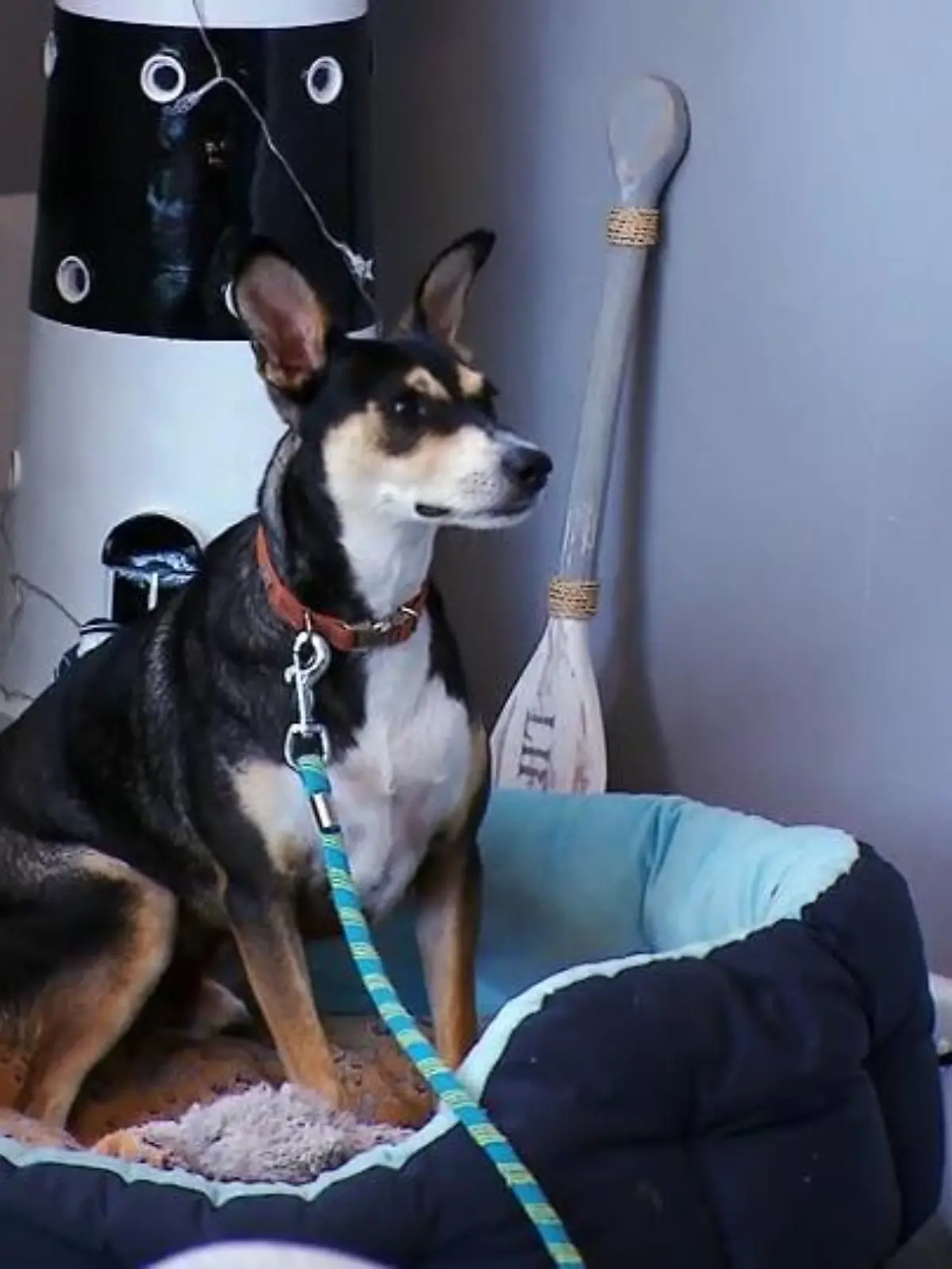 Bild zu: "Kimmy lernt schnell"