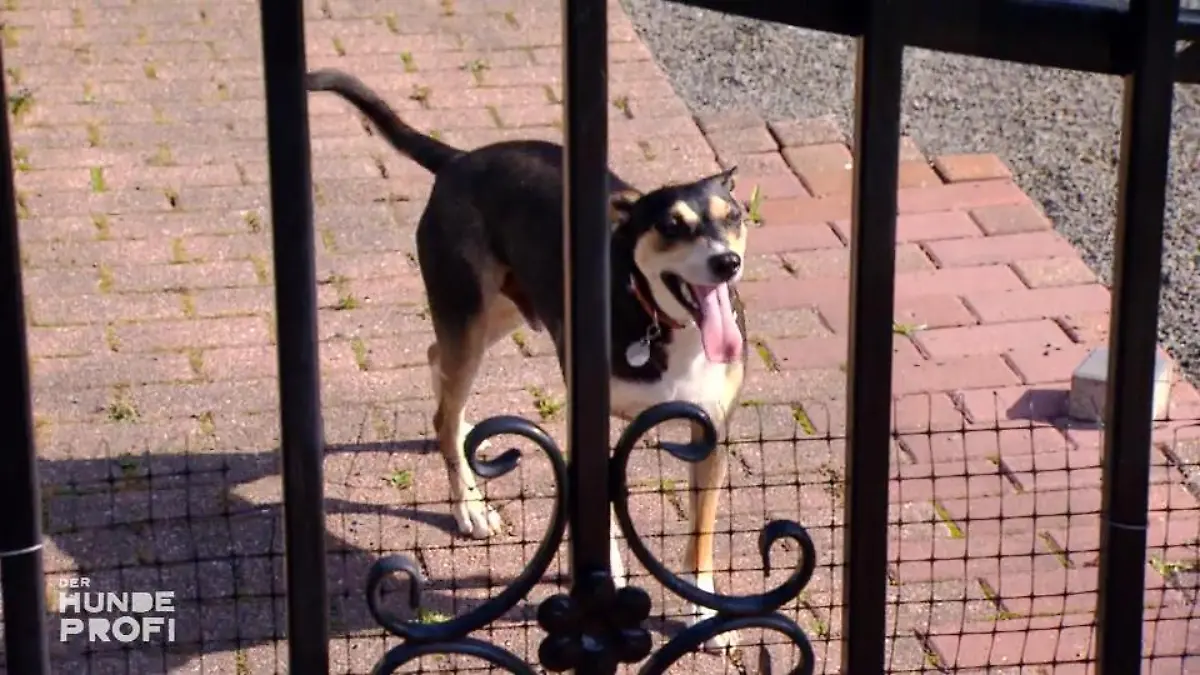 Kimmy dreht sich im Kreis Sie beißt auch Frauchen