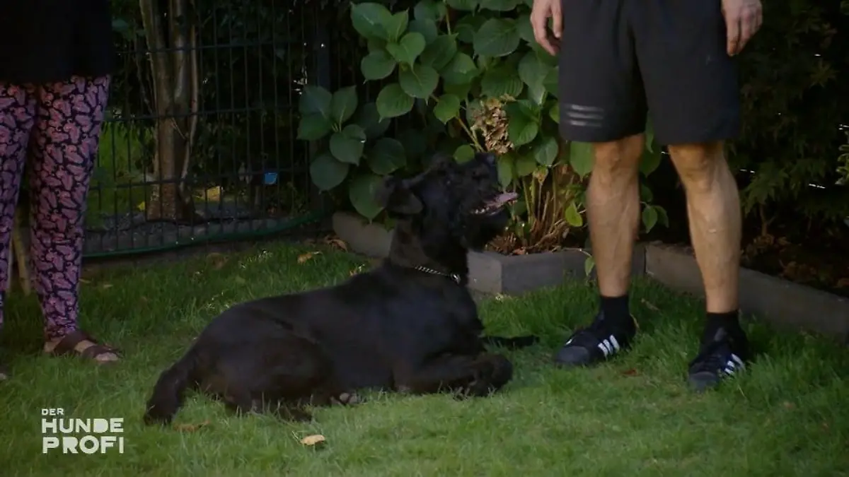 Matty kommt seinem Ziel immer näher Der Hundeprofi glaubt an ihn
