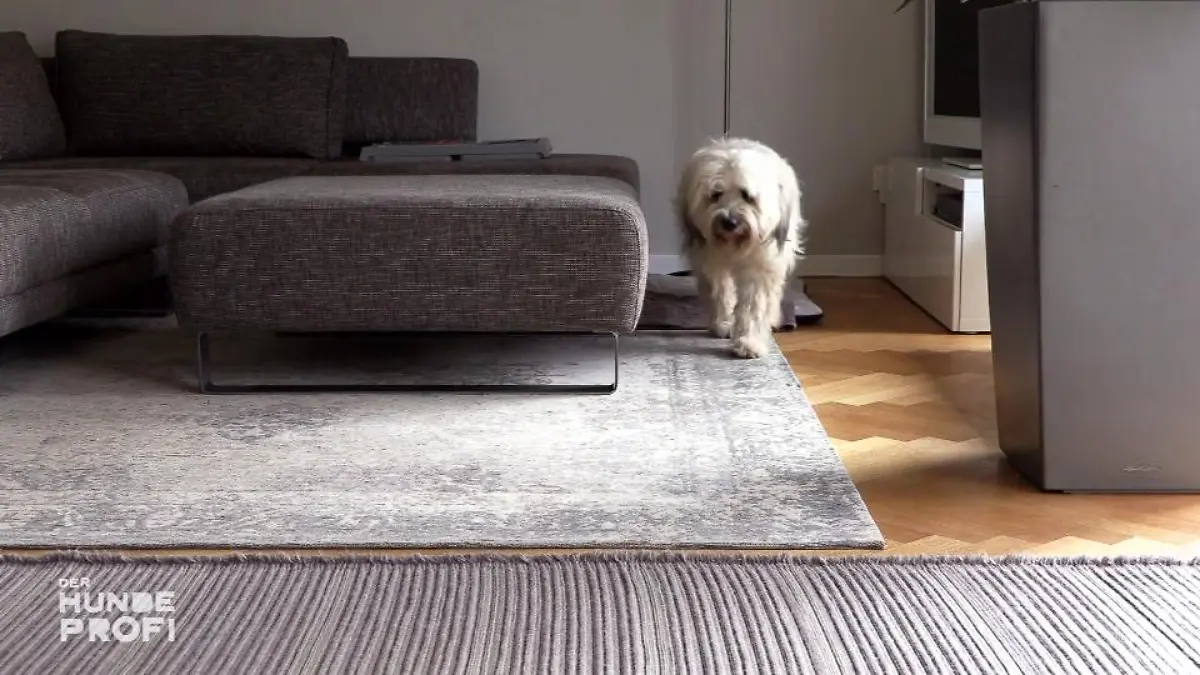 6 Monate Training und noch nicht am Ziel Hund Boomer ein Einzelfall