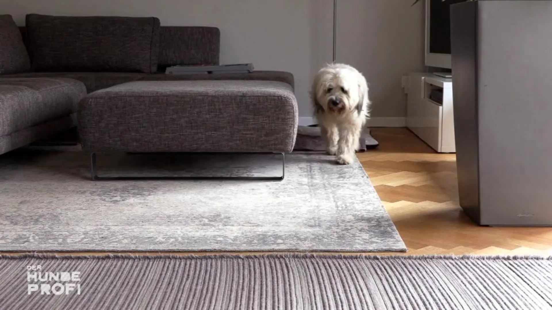 6 Monate Training und noch nicht am Ziel Hund Boomer ein Einzelfall
