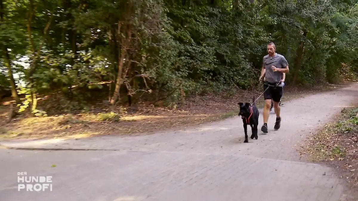 Hund Matty hat die Hosen an Jammern wurde belohnt